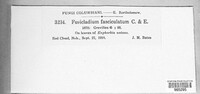 Fusicladium fasciculatum image